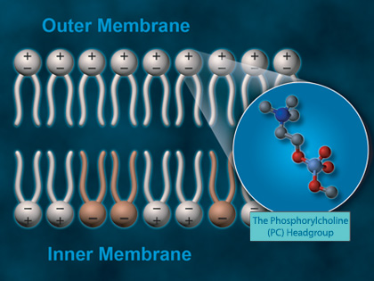 PC Polymer